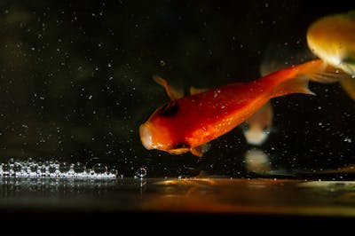 케냐 AA 캡슐